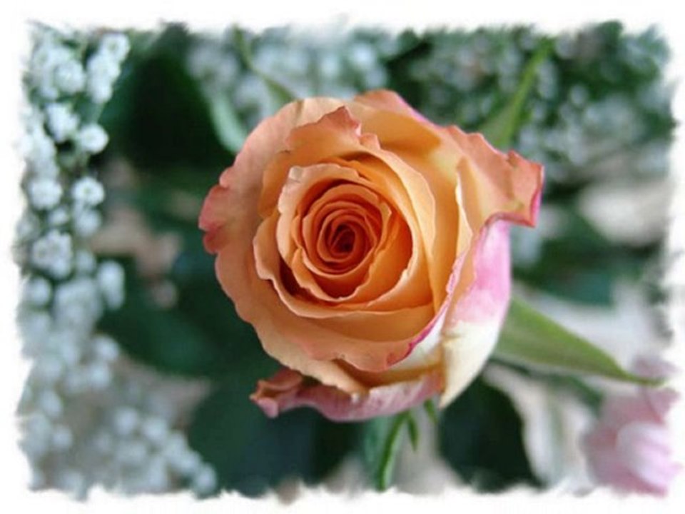 un chat, une rose