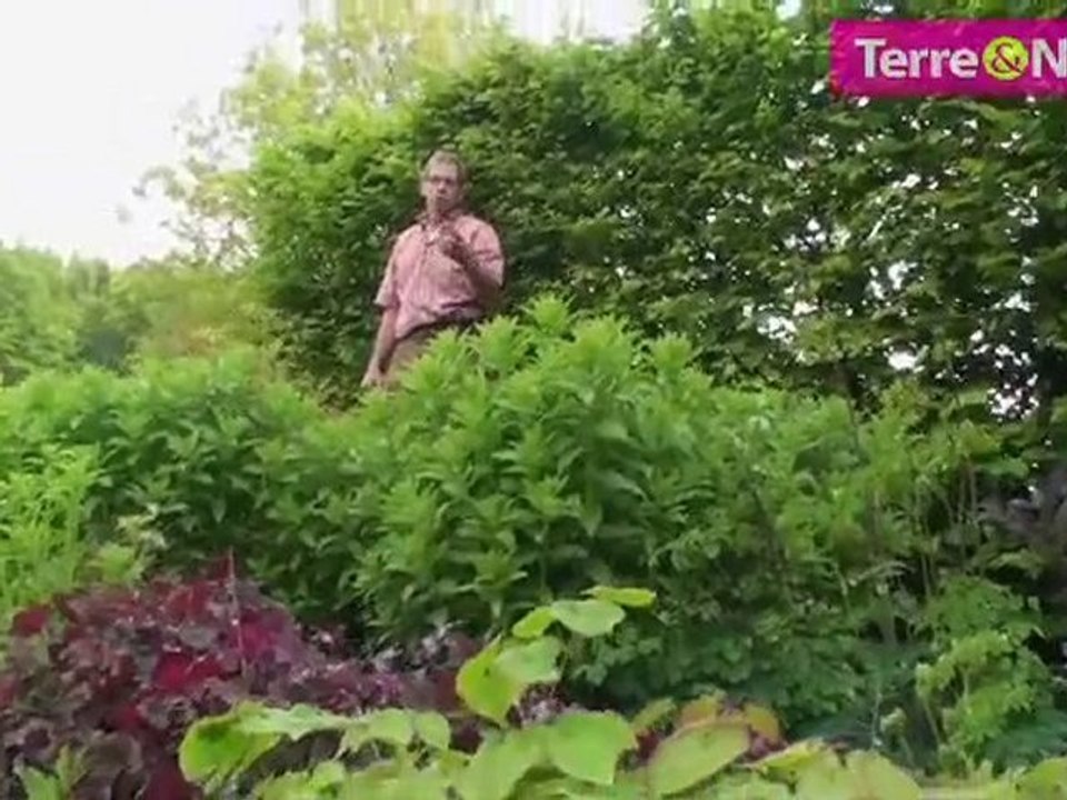 Quelques conseils pour l'aménagement d'un massif de vivaces!