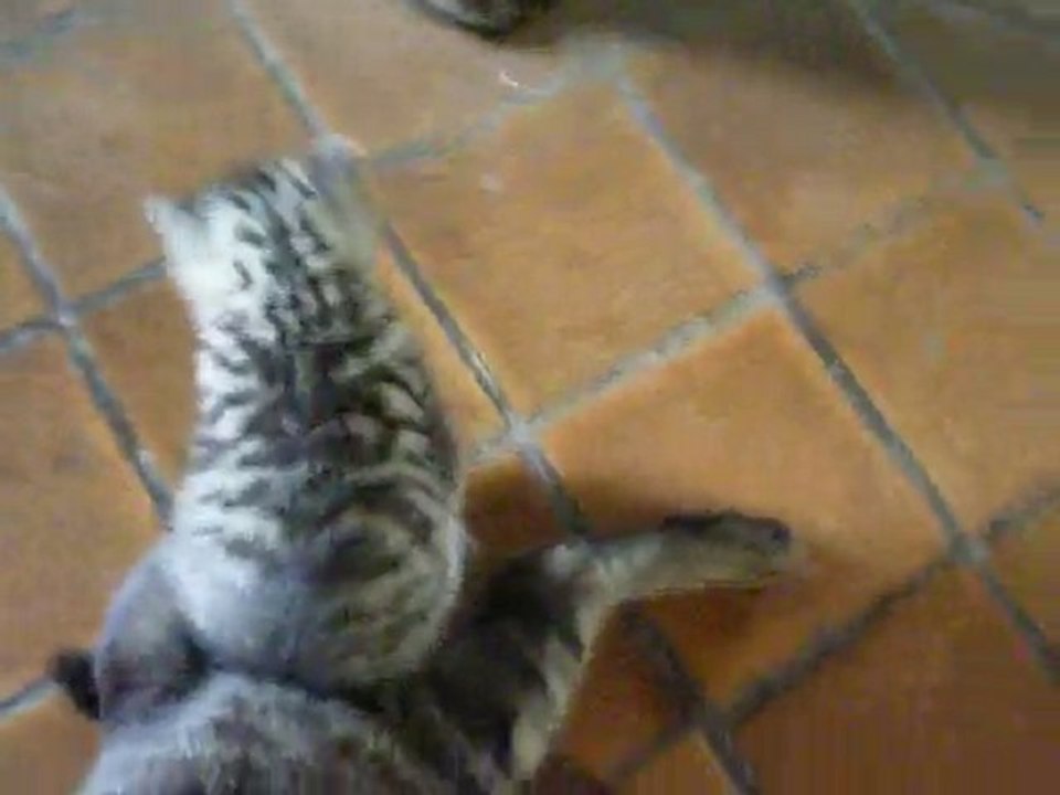 chatons qui joue avec la queue de leur mère