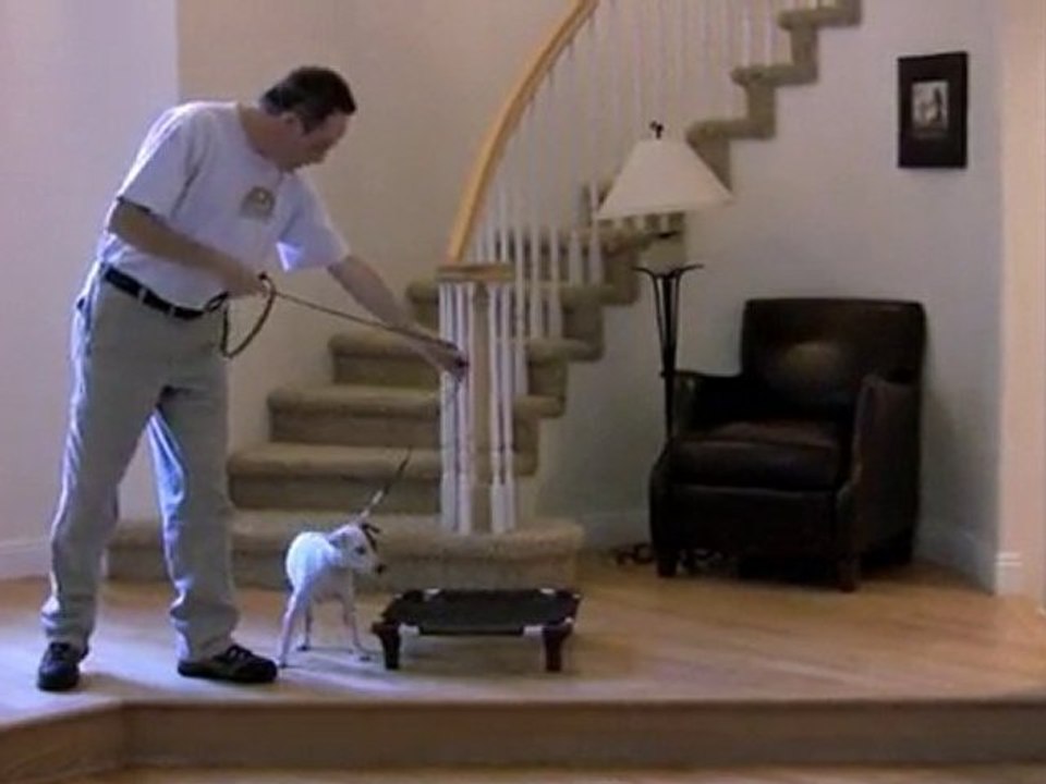 Teaching Your Dog The Place Command