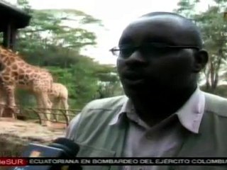 Contaminación de ciudades afecta a la vida salvaje de Kenia