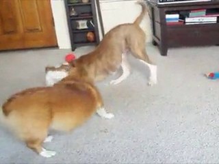 Corgi & Pitbull Battle Royale/MySpace Official Music Video