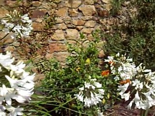 Pépinière de l'Île