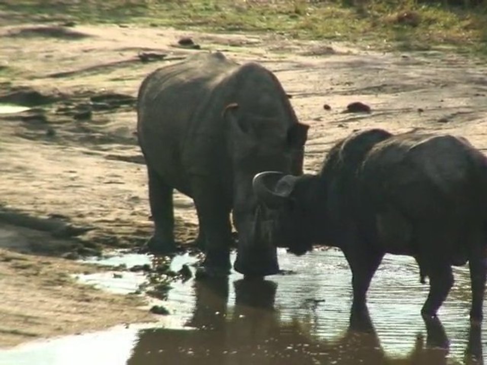 safari.tv diary - 11 November 2010