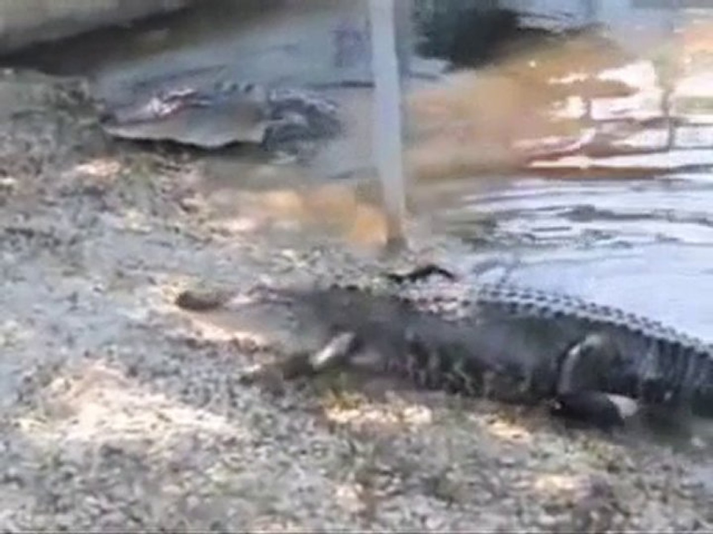Cat takes on alligator in US - video Dailymotion