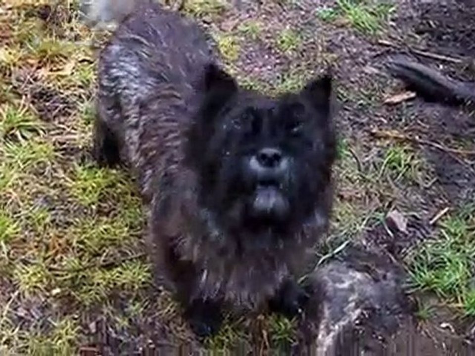 Alla 4 hundarna ute i skogen