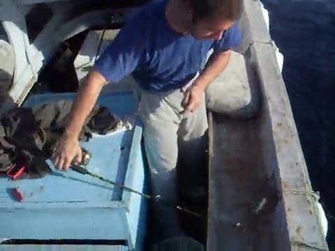 Mordoğan İsparoz, diplodus annularis, cenk bayraktar