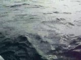 Mordoğan Mercan avi avı cenk bayraktar  Sparus pagrus