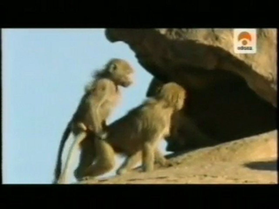 Quimica del amor animal: Hormonas y vinculos