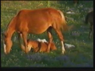 Hazreti Süleyman 2/7 www.kitapehli.com