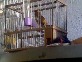 canaris chanteur