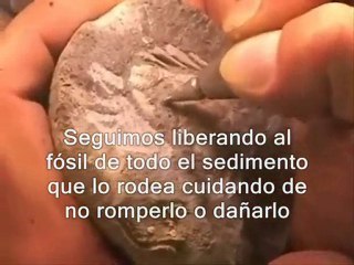 Restaurando un fósil