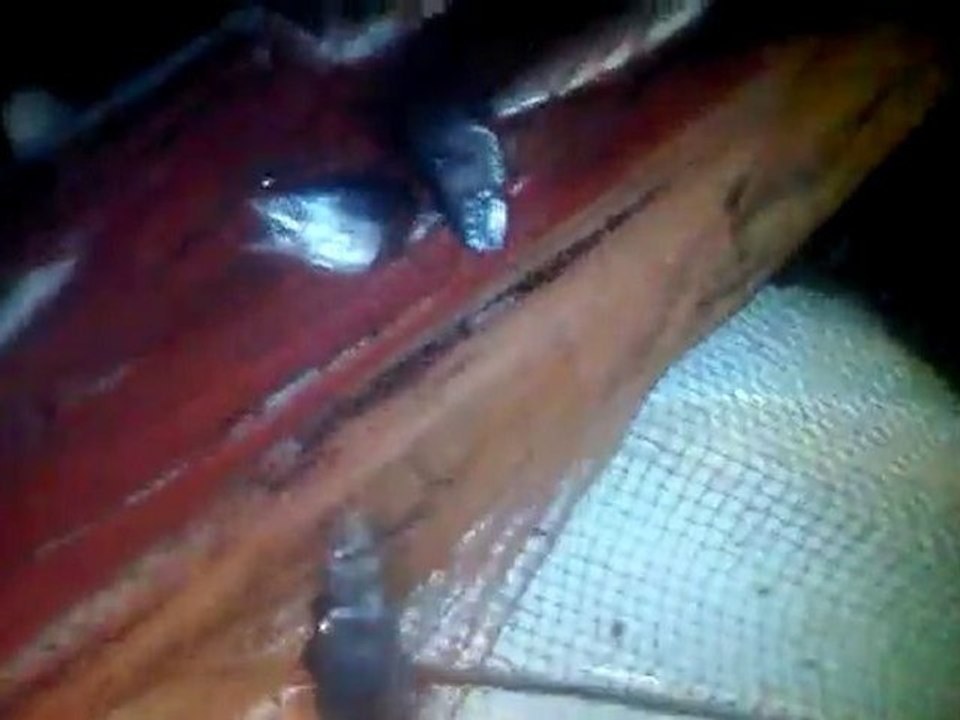 VID 00045-20101011-0446