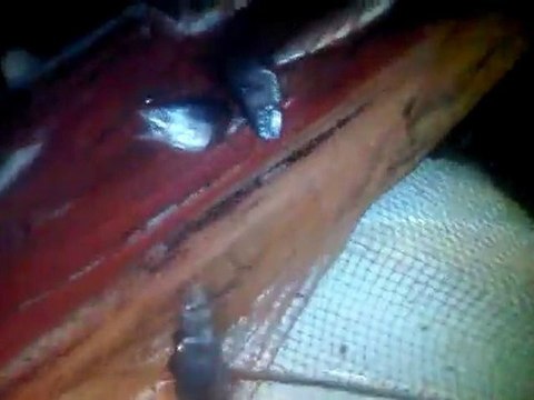 VID 00045-20101011-0446