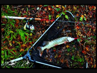 No-Kill17 Carnassier Peche Passion