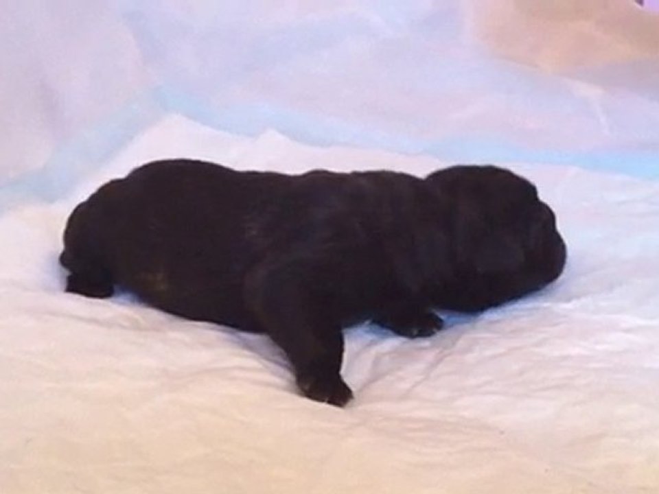 vidéo chiot mâle noir bringé 1