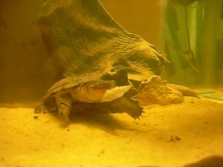 Ma Pelomedusa mange un morceau de thon