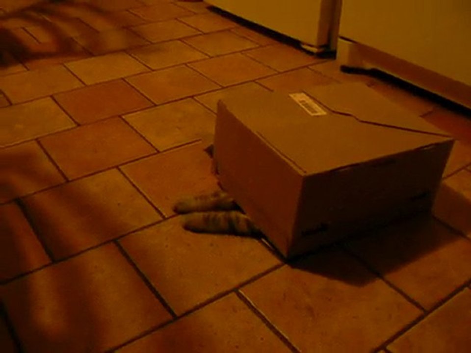 un chat qui se prend pour une tortue !