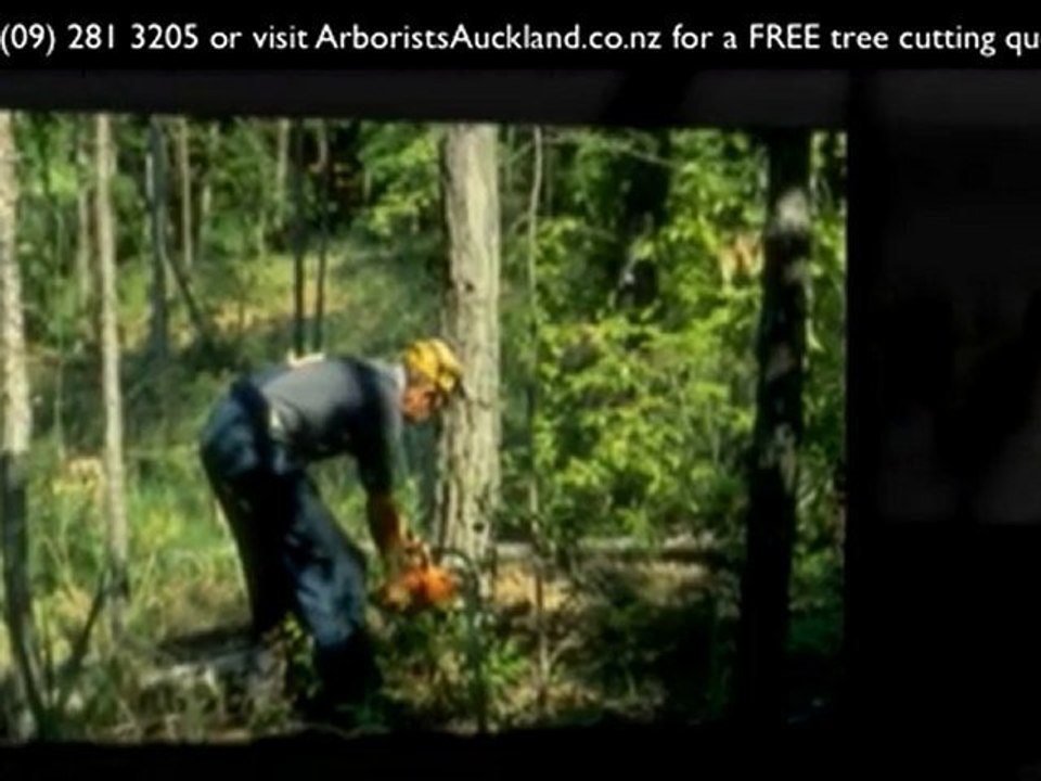 Tree Cutting Auckland: Ph (09) 2813205 for a tree cuttling