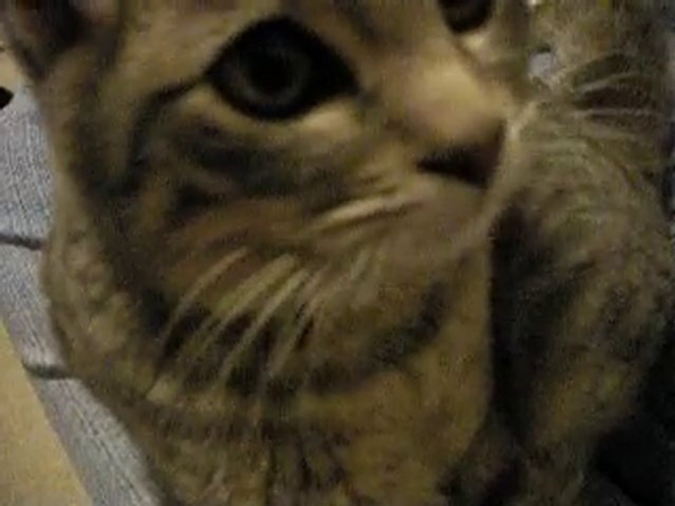 Féline et l'appareil photo