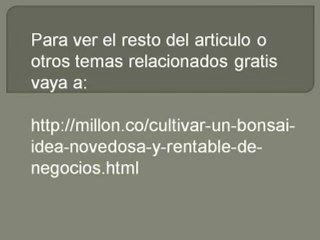 Cultivar un bonsai  Idea novedosa y rentable de negocios