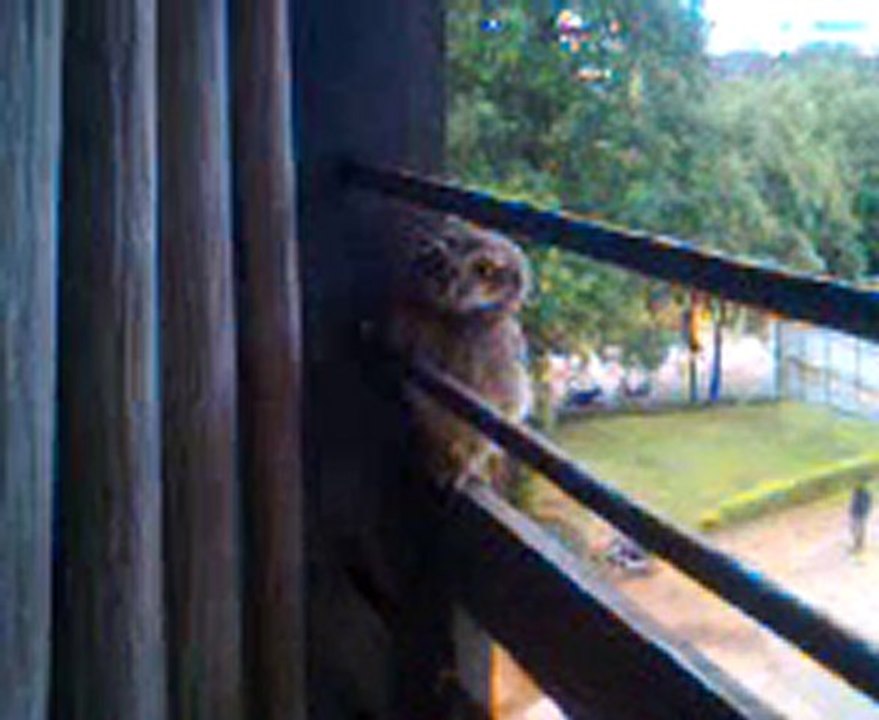 Strange Owl