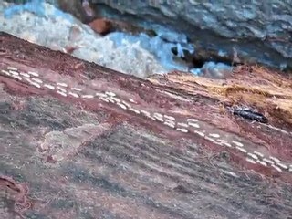 New Orleans Termites