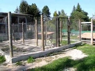 CANI DA GUARDIA ANNIBAL E TEJEN Cani da pastore dell'Asia