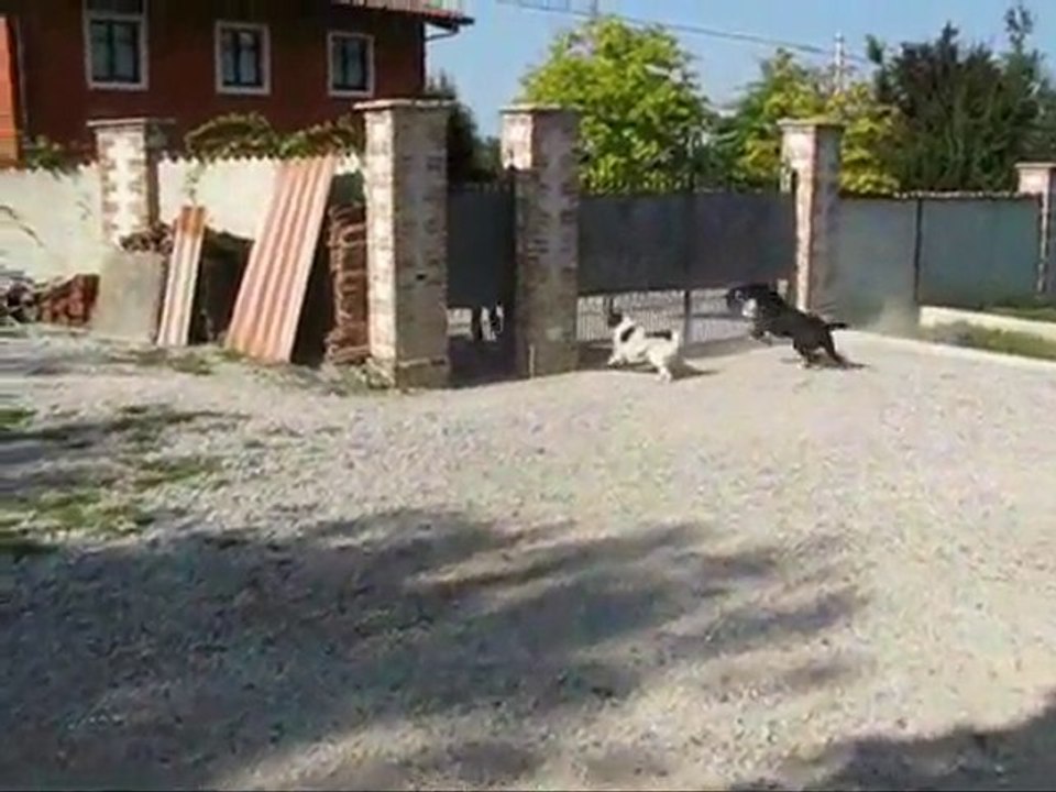CANI DA GUARDIA - KAYMAN E ORSA cani da pastore dell'Asia