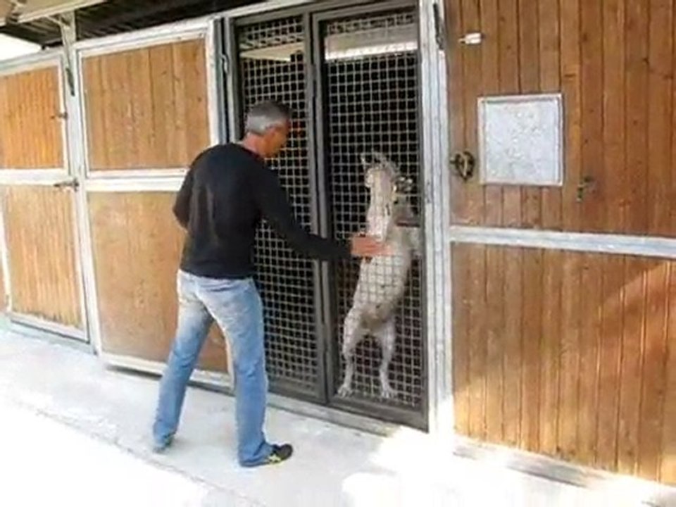 CANI DA GUARDIA - TALEBAN E YENA cani da pastore dell'Asia