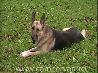 La strans frunze pe pasune 2