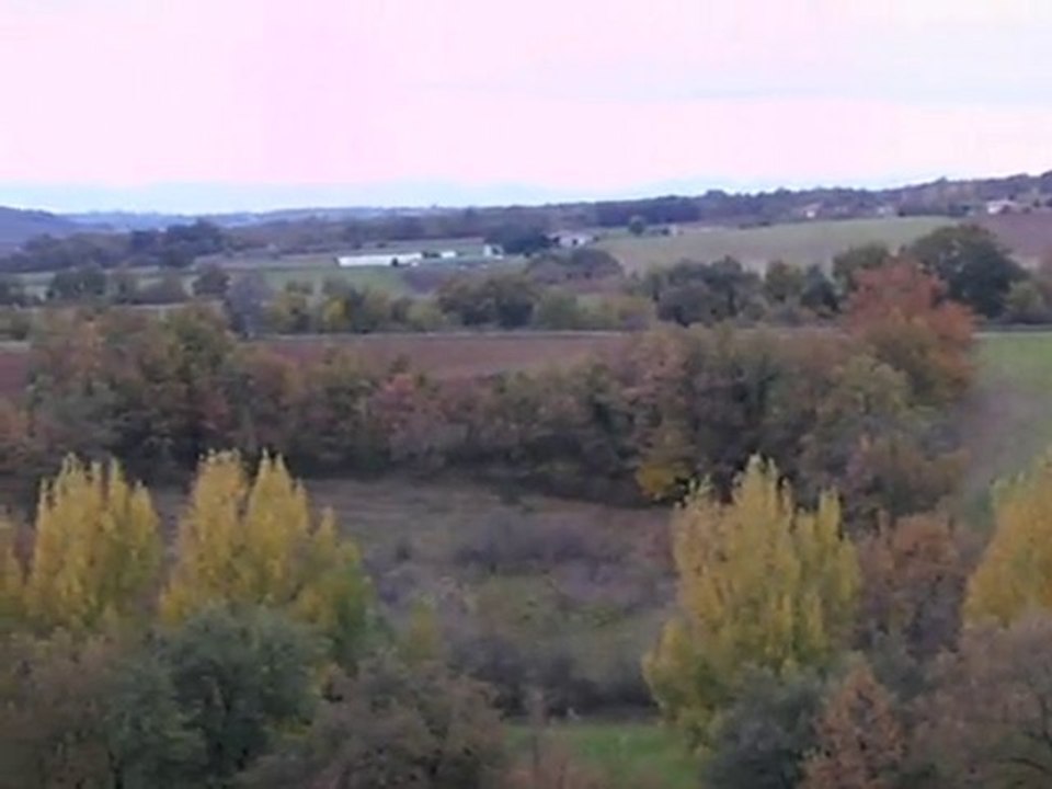 "Bleus de Gascogne" en pleine action de chasse, GERS