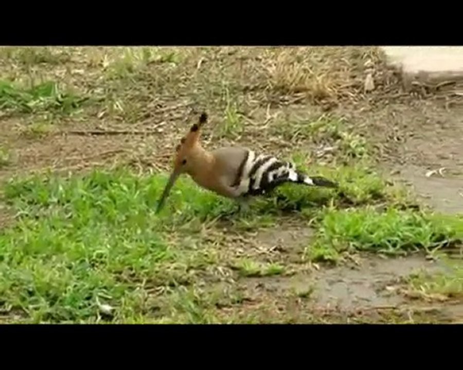 Hoopoe