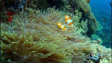Immersion2_Tioman_102010
