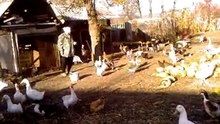 Видео-0002  гуси гуси