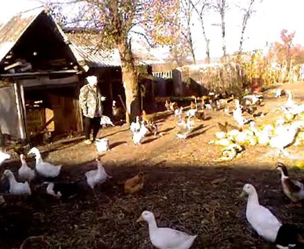Видео-0002 гуси гуси
