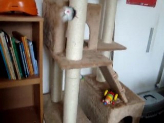 Anouck Chat Gang- Flocon British Shorthair 3 mois