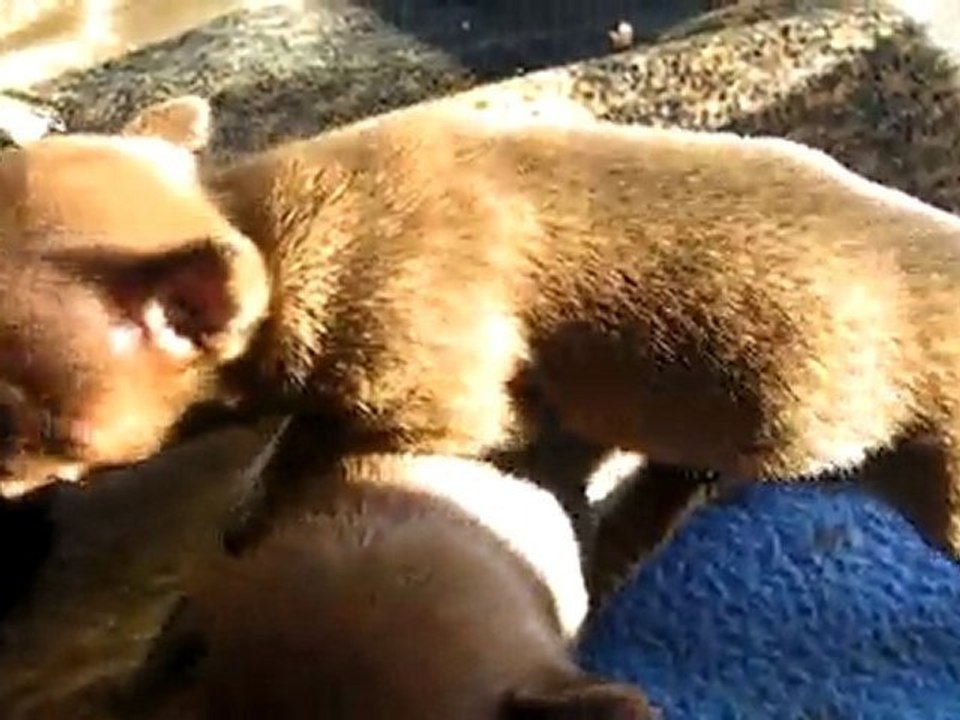 Chiots Russkiy Toy