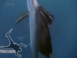 Hirundichthys Rondeletii (Uçan Balık)