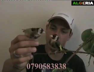 Kanarya Sesi - Trakyaguvercin.com