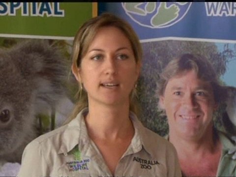 Fears shot koala may die of lead poisoning