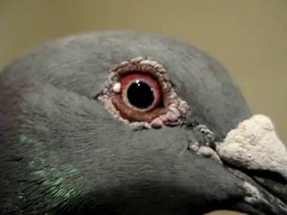 Orjinal janssen posta güvercini gözü - Trakyaguvercin.com