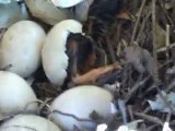 yuvacık saklı vadide ördeğin yumurtadan çıkışı