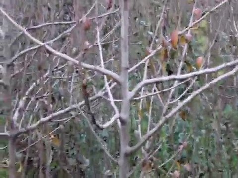 2 yaşında Bodur Deveci Bahçesi -1