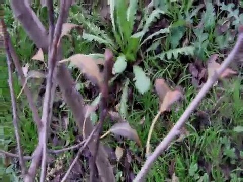 2 yaşında Bodur Deveci Bahçesi - 2