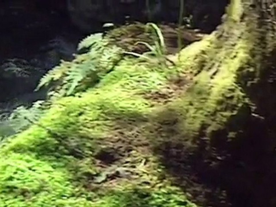 Wellnessresidenz Alpenrose - Ein Hauch von Luxus