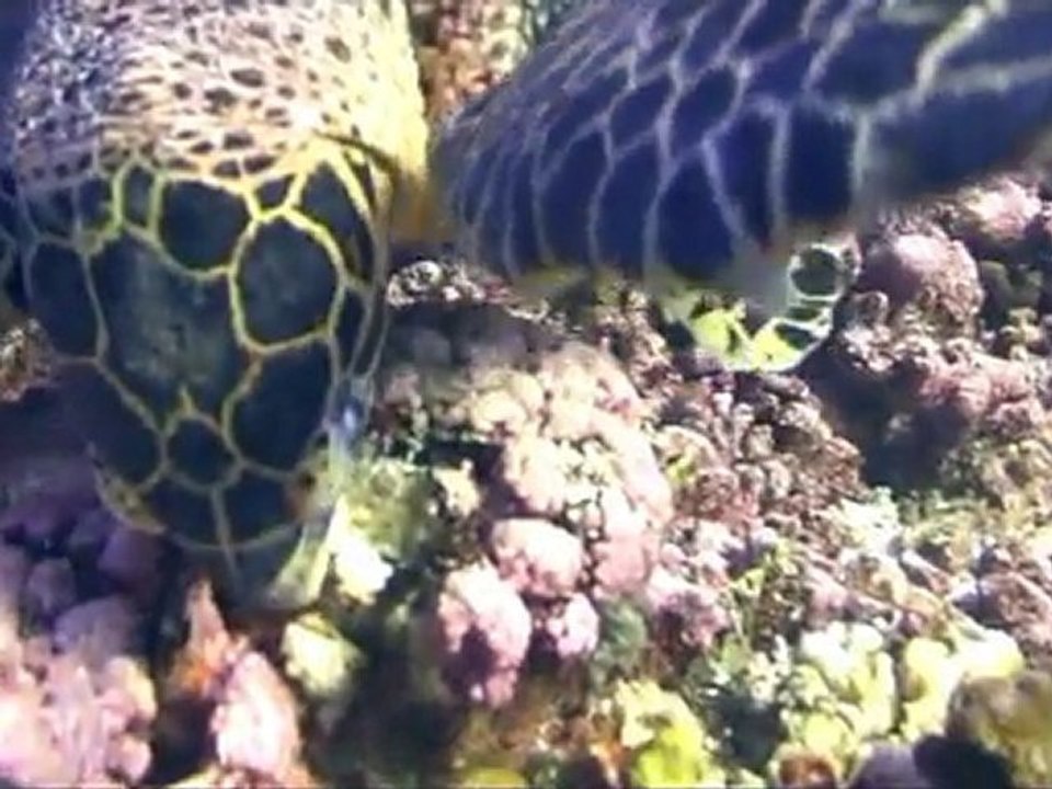 Plongée à rangiroa