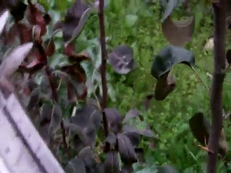 6 aylık Bodur Deveci Armudu fidanı -1