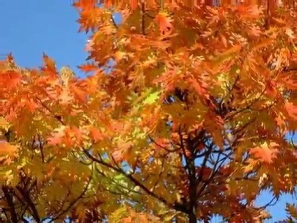 Herbstfreuden ....