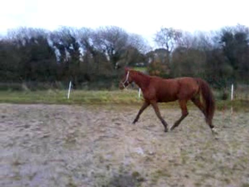 Ma jument au trot